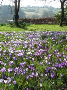 Crocuses