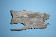 Bone 01