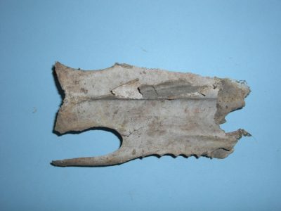 Bone 01