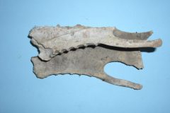 Bone 02