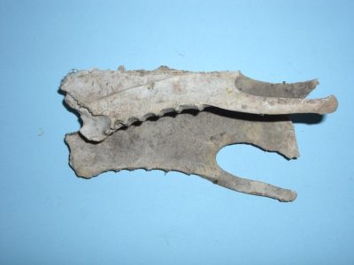 Bone 02