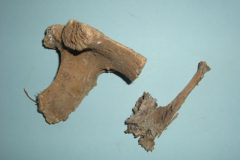 Bone 05