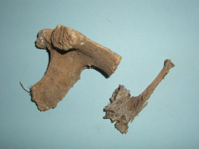 Bone 05