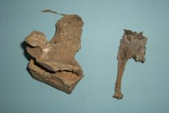 Bone 06