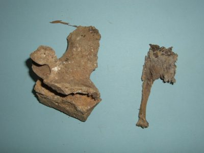 Bone 06