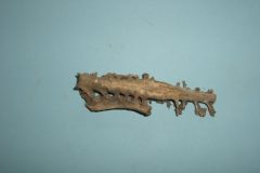 Bone 10