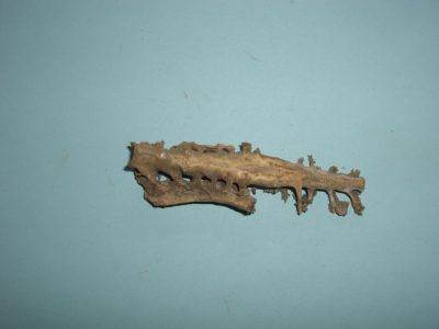 Bone 10