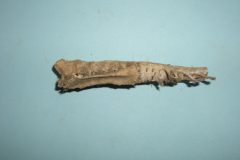 Bone 11