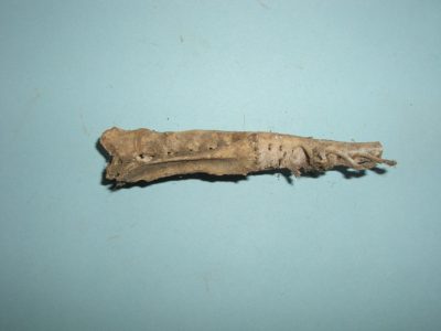 Bone 11