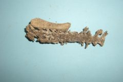Bone 12