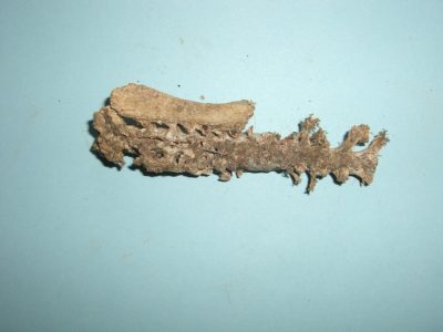 Bone 12