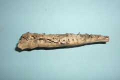 Bone 13