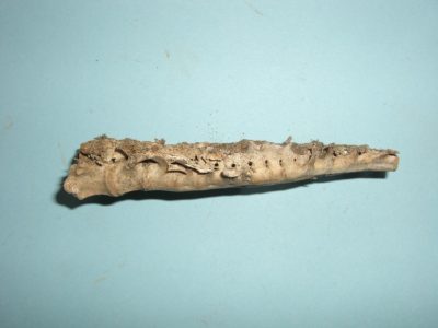 Bone 13