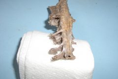 Bone 14
