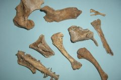 Bone collections 1
