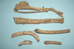 Bone collections 2