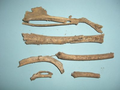 Bone collections 2