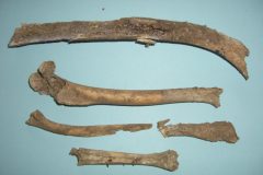 Bone collections 3