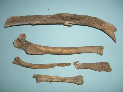 Bone collections 3