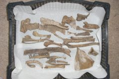 Bones in tray 1