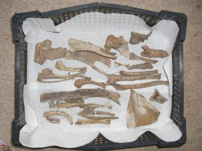 Bones in tray 1