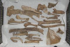 Bones in tray 2
