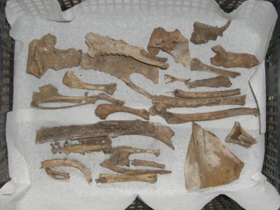 Bones in tray 2