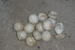 Ping pong balls