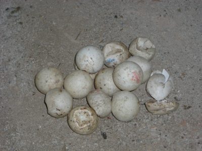 Ping pong balls