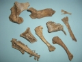 Bone collections 1