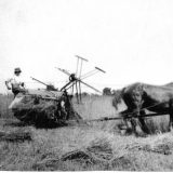 Aubrey Hosegood cutting corn