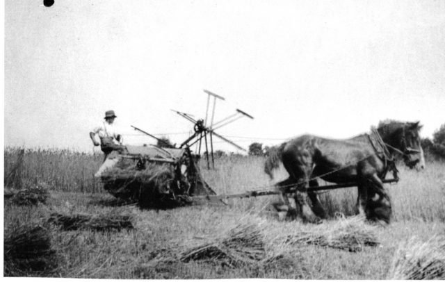 FA22 Aubrey Hosegood cutting corn.jpg