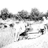 Yetheridge Cutting Corn