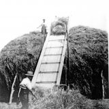 Yetheridge making a hay stack