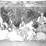 Sheep Shearing Class Town Farm West Worlington