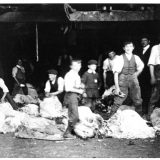 Sheep shearing class Town Farm West Worlington.jpg