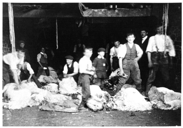 FA6b Sheep shearing class Town Farm West Worlington.jpg