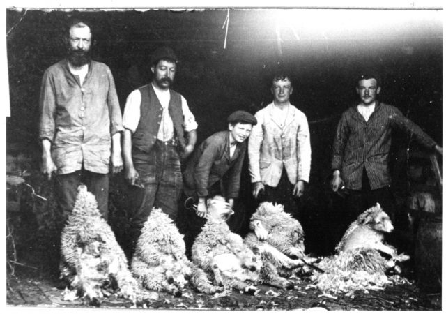 FA7 Sheep shearing class Town Farm West Worlington.jpg