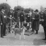 Judging the Collies
