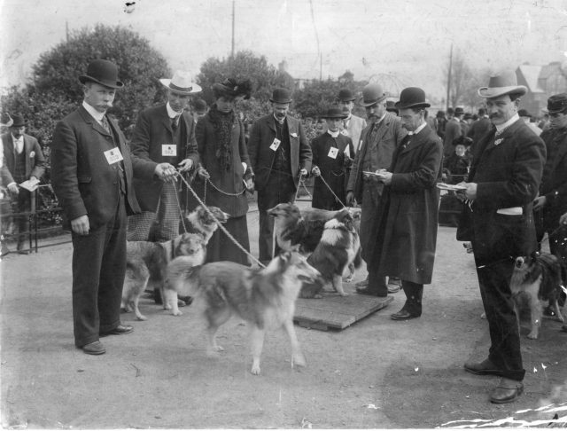 FA8 Judging the Collies.jpg