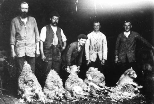 Sheep shearing at Town Farm